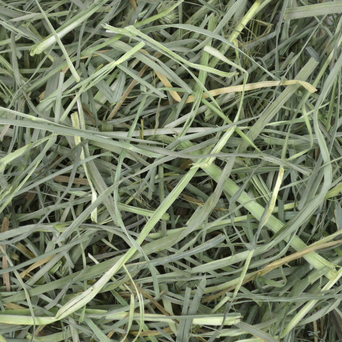 Hö Orchard Grass - 425 G | Endast 129 kr! - Zoogiganten